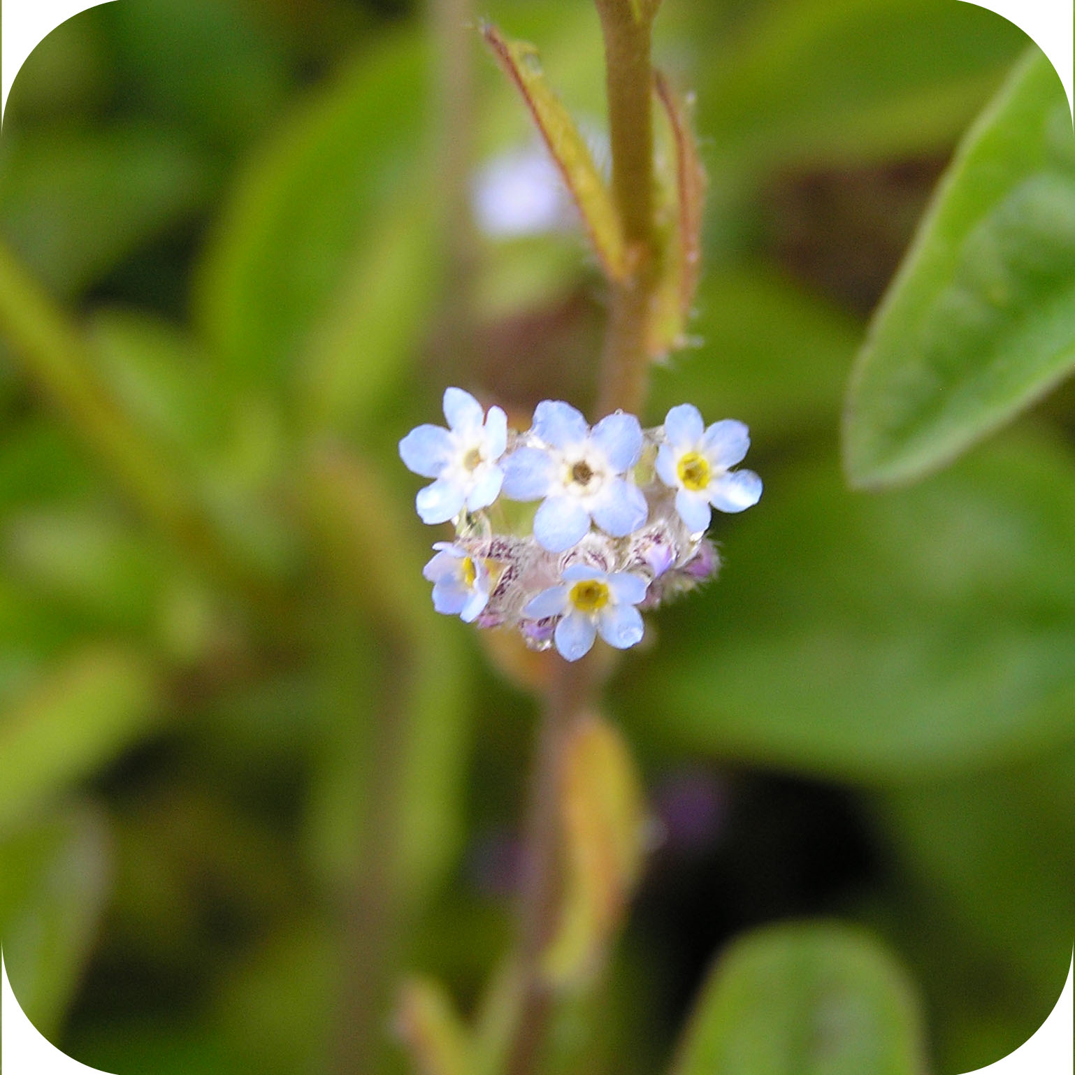 Field (Myosotis arvensis) plug plants Cumbria Wildflowers